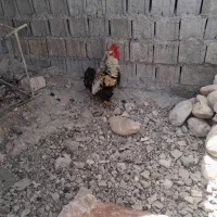 خروس|حیوانات مزرعه|بهبهان, |دیوار