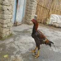 خروس طوس|حیوانات مزرعه|نگین شهر, |دیوار