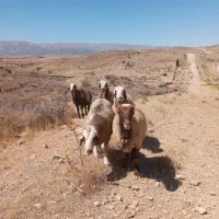 فروش میش(گوسفند)داشتی،|حیوانات مزرعه|شیراز, شهرک ترکان|دیوار