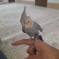 عروس هلندی سالم|پرنده|قم, محمد آباد|دیوار