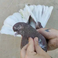 کفتر ( مدل ب مدل کبکی )
