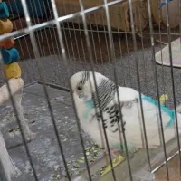 مرغ عشق نر بالغ