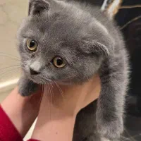 بچه گربه بریتیش نژاد خالص