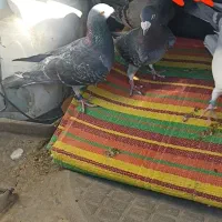 سلام این سه تا کفتر گمشدند|حیوانات|سراوان, |دیوار