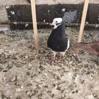 طوقی سیاه نر مست|پرنده|بشاریات, |دیوار