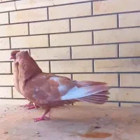 جفت کبوتر جوجه سینه زرد پرتقالی
