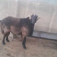 قوچ داشتی|حیوانات مزرعه|شیراز, علی آباد|دیوار