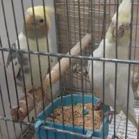 عروس هلندی|پرنده|بندر ماهشهر, |دیوار