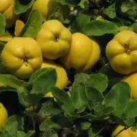 عرضه انواع نهال های تخصصی