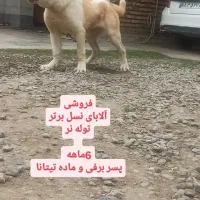 توله آلابای اصیل|سگ|آق قلا, |دیوار