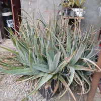 آلوراگلدان بزرگ