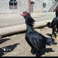 مرغ لاری حیوانات مزرعه