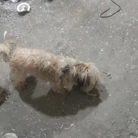 سگ خارجی|سگ|پیشوا, |دیوار