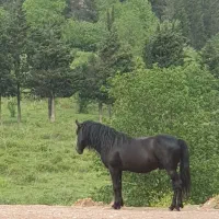 ۹ راس اسب سر حال و قبراق