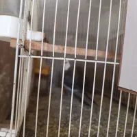 پنج‌جفت‌عروس‌مولد.تخم‌وجوجه‌درست.برای‌‌درآمد‌زایی‌|پرنده|بردسکن, |دیوار