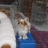 واگذاری سگ پیکنیز