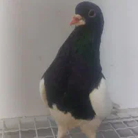 کفتر یال سیاه ماده