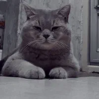 گربه اسکاتیش