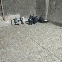 کفتر|پرنده|زرند, |دیوار