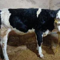 سلام گوساله سمینتال مونت بفروش میرسد|حیوانات مزرعه|سنقر, |دیوار