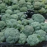 ضایعات بروکلی برای دام