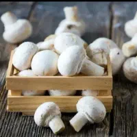 فروش قارچ ارگانیک