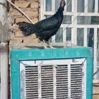 مرغ و خروس لاری|حیوانات مزرعه|شیراز, دست خضر|دیوار