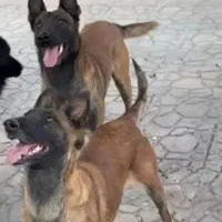 سگ روتویلر پوز دلقکی|سگ|شیراز, دوکوهک|دیوار