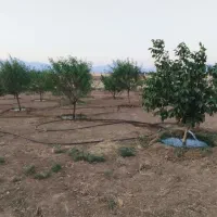 فروش باغ|فروش خانه و ویلا|صالح آباد, |دیوار