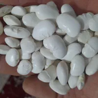 لوبیا عروس تمیز وکشاورزی اعلا|خوردنی و آشامیدنی|سجاس رود, |دیوار