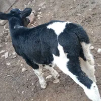 گوساله ماده