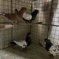 کبوتر سینه سیاه پرشی