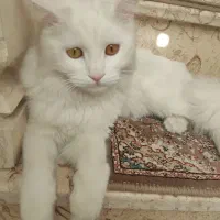 گربه میکس هیمالین و پرشین