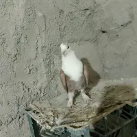 کفتر کله سفید نر