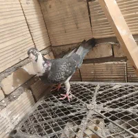 کفتر آلمانی مسافتی