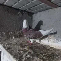 کبوتر همشون هم پرشی هم بازیدار