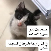 واگذاری بچه گربه دی اس اچ|گربه|تهران, جنتآباد مرکزی|دیوار