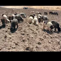 بره تا 20کیلو هستم