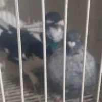 همه جفتی به شرط پرش وجوجه|پرنده|شیروان (خراسان), |دیوار