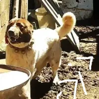 سگ سگ سگ|حیوانات|کیار, |دیوار