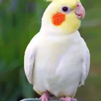 عروس هلندی لوتینو خوشگل