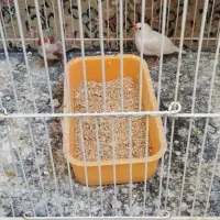 فنچ|پرنده|تربت جام, معدآباد|دیوار