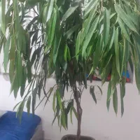 گل آمستر بزرگ|گل و گیاه طبیعی|بیرجند, |دیوار