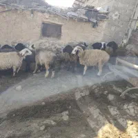 شیشک میش داشتی|حیوانات مزرعه|ارژن, |دیوار