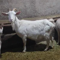 بز سانن|حیوانات مزرعه|خنداب, |دیوار