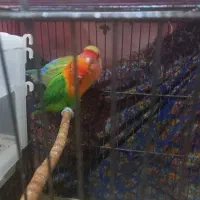 طوطی برزیلی جفت|پرنده|ماهدشت, |دیوار