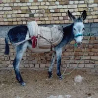 الاغ گله ای و باری