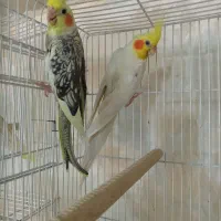 عروس هلندی مولد راهب شاه طوطی کاسکو خورشیدی|پرنده|تهران, شهرک ولیعصر شمالی|دیوار