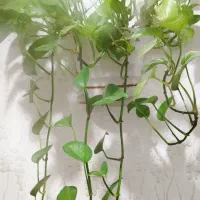 پتوس|گل و گیاه طبیعی|دزفول, |دیوار