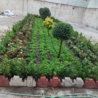 خدمات باغبانی باغچه کاری گلکاری تعویض خاک گلدون|خدمات باغبانی و درختکاری|تهران, ونک|دیوار